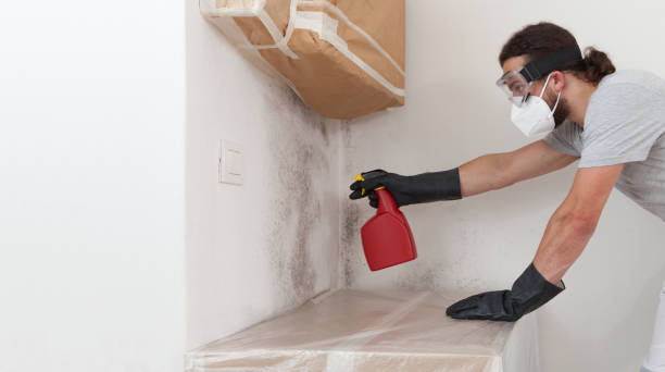 Professional Black Mold Removal technician working in Grand Rapids, MN